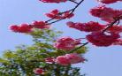 一路芳菲风浅