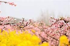 繁花似锦小说葛曦